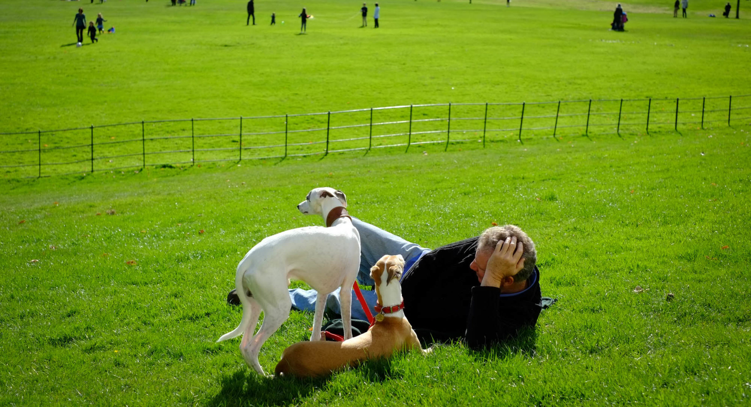 A person relaxing in a green field alongside their dogs