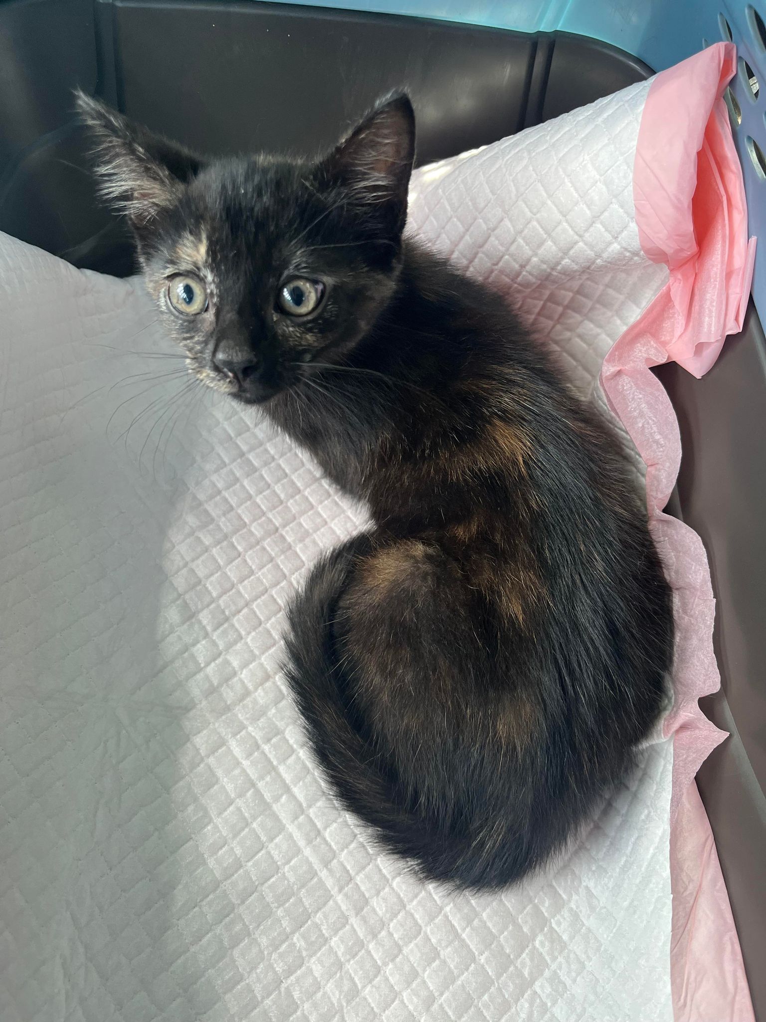 A young tortoiseshell kitten ready for adoption