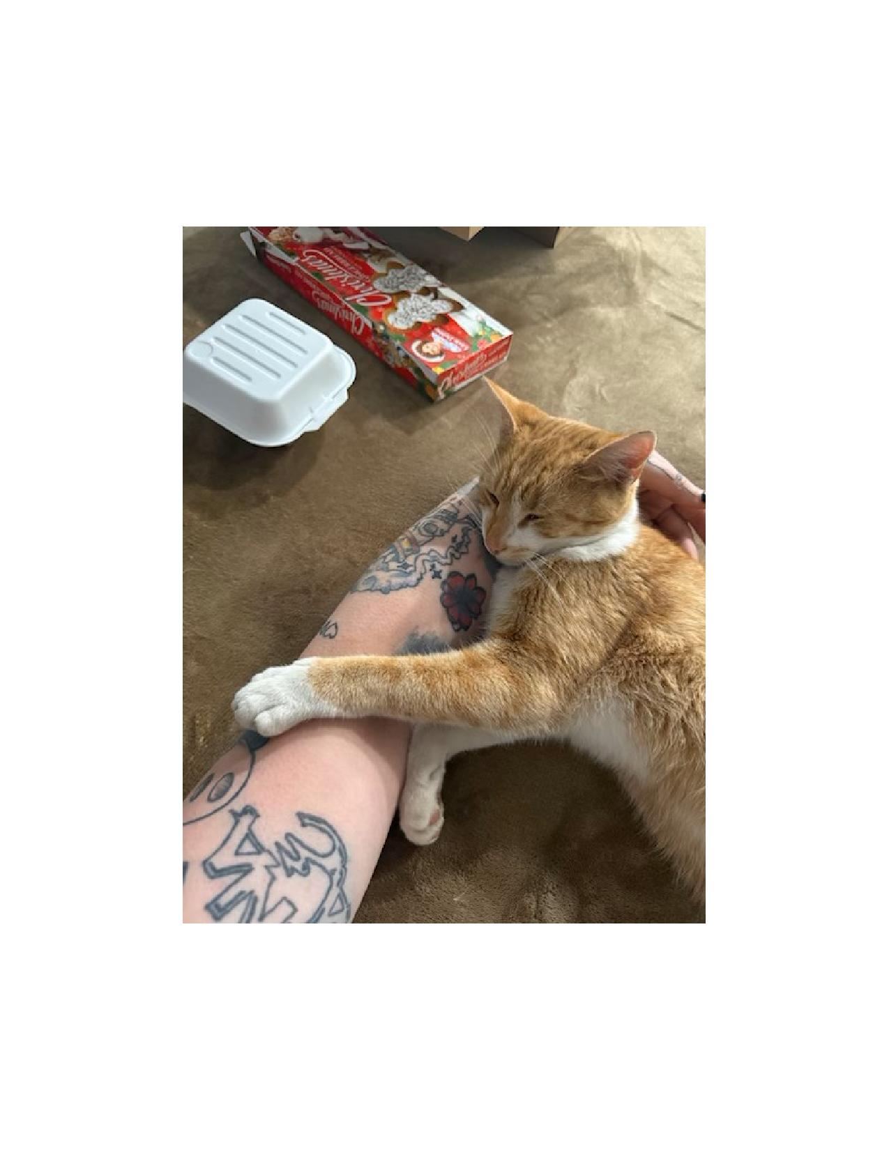 Roachy, an affectionate orange tabby cat