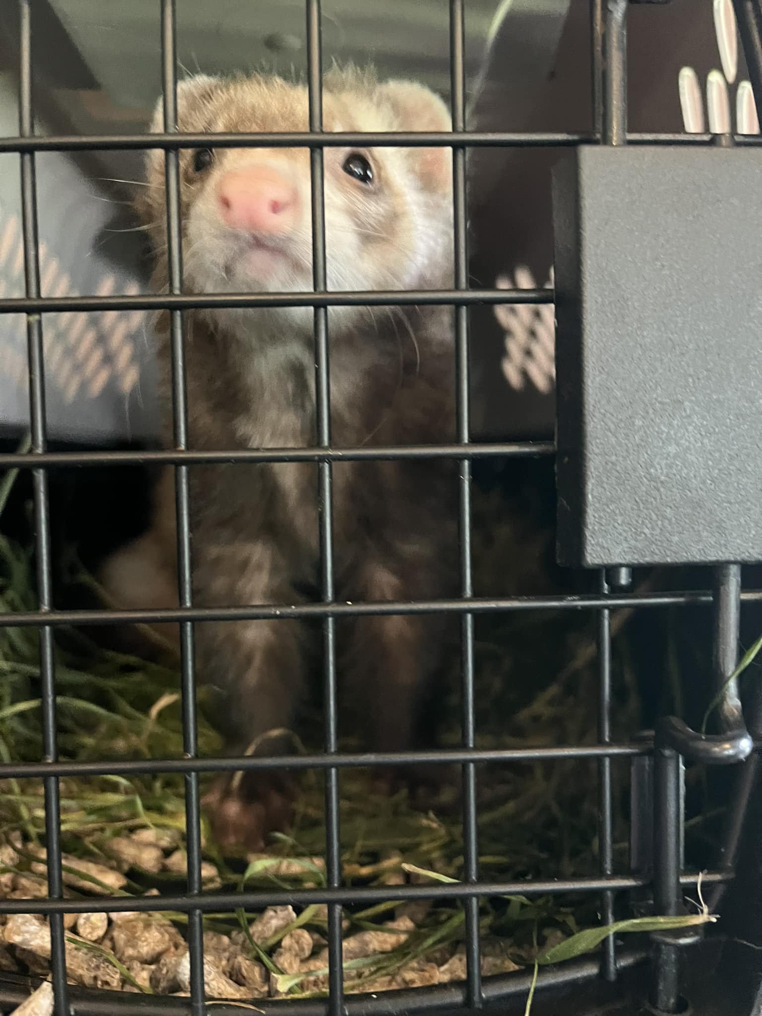 A rescued ferret peeking through its enclosure