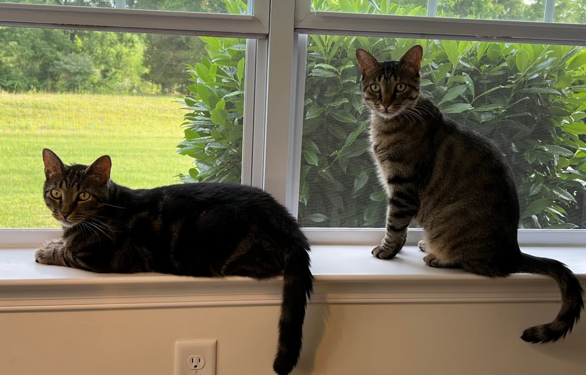 Two rescued tabby cats resting on a sunny windowsill